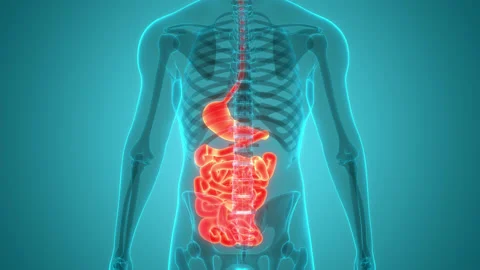 Human Digestive System Stomach with Small Intestine Anatomy Animation Concept Stock Footage 220345219