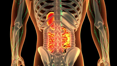 Human Digestive System Stomach with Small Intestine Anatomy Animation Concept Stock Footage 240724034