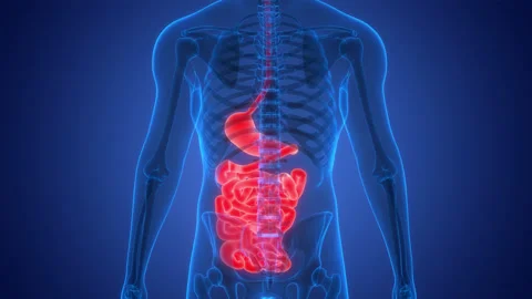 Human Digestive System Stomach with Small Intestine Anatomy Animation Concept Video stock 240737984