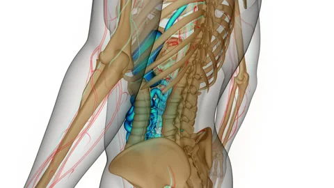 Human Digestive System Stomach with Small Intestine Anatomy Animation Concept Stock Footage 240745490