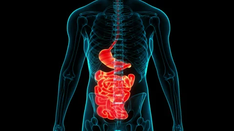 Human Digestive System Stomach with Small Intestine Anatomy Animation Concept Stock Footage 240745787