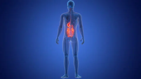 Human Digestive System Stomach with Small Intestine Anatomy Animation Concept Stock Footage 266515893