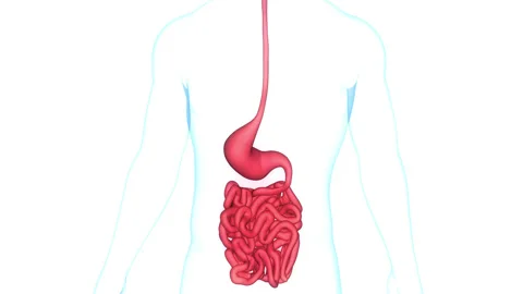 Human Digestive System Stomach with Small Intestine Anatomy Animation Concept Stock Footage 266522582