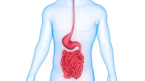 Human Digestive System Stomach with Small Intestine Anatomy Animation Concept Stock Footage 266522880