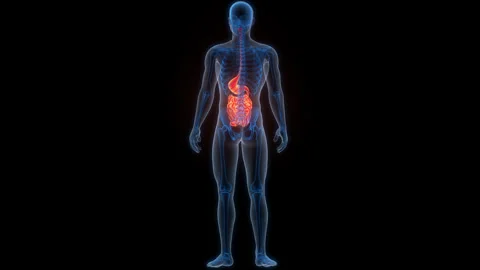 Human Digestive System Stomach with Small Intestine Anatomy Animation Concept 스톡 동영상 266530772