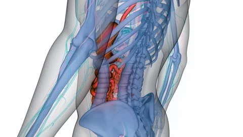 Human Digestive System Stomach with Small Intestine Anatomy Animation Concept Stock-Footage 266543772