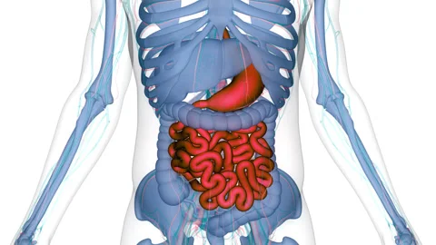 Human Digestive System Stomach with Small Intestine Anatomy Animation Concept Stock Footage 266544588