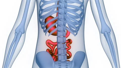 Human Digestive System Stomach with Small Intestine Anatomy Animation Concept Stock Footage 266630471