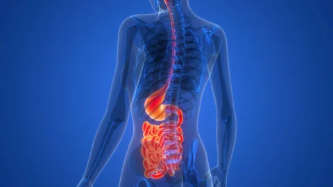 Human Digestive System Stomach with Small Intestine Anatomy Animation Concept Stock Footage 266641390