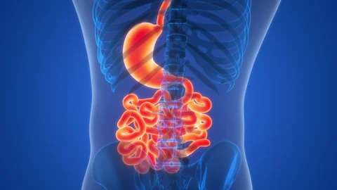 Human Digestive System Stomach with Small Intestine Anatomy Animation Concept Stock Footage 281258754