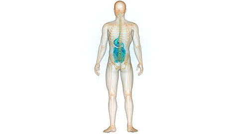 Human Digestive System Stomach with Small Intestine Anatomy Animation Concept Stock Footage 281578033