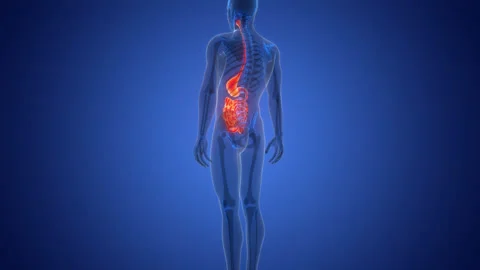 Human Digestive System Stomach with Small Intestine Anatomy Animation Concept Video stock 290342785