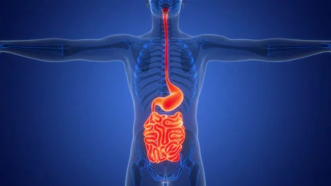 Human Digestive System Stomach with Small Intestine Anatomy Animation Concept Stock Footage 291394901