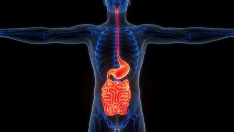 Human Digestive System Stomach with Small Intestine Anatomy Animation Concept Stock-Footage 303627596