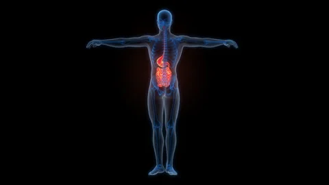 Human Digestive System Stomach with Small Intestine Anatomy Animation Concept Vídeos de archivo 307401892