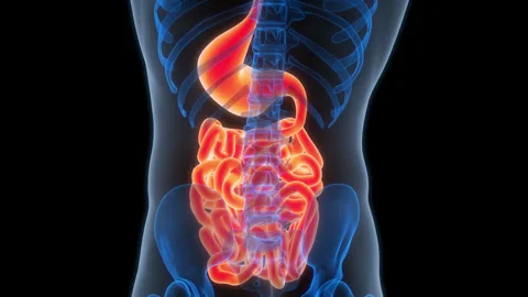 Human Digestive System Stomach with Small Intestine Anatomy Animation Concept Stock Footage 307403059