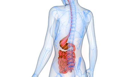 Human Digestive System Stomach with Small Intestine Anatomy Animation Concept Stock Footage 331863734