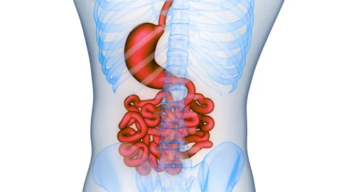 Human Digestive System Stomach with Small Intestine Anatomy Animation Concept Video stock 331864237