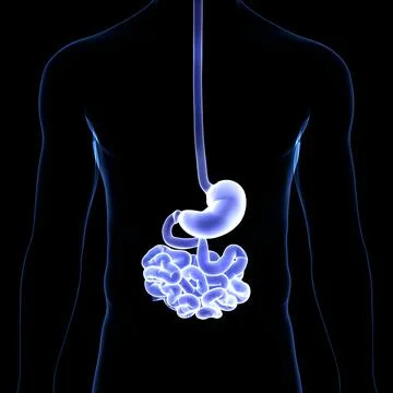 Human Digestive System Stomach with Small Intestine Anatomy Stock Illustration