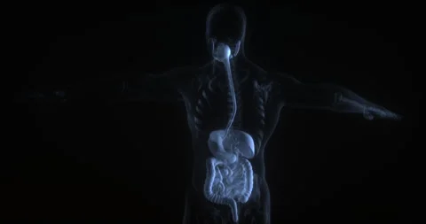 Human digestive system. X Ray. Loop 스톡 동영상 306923699