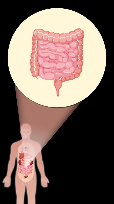 Human Digestive System Zoom-In Highlighting Intestines Animation Stock Footage 314875686