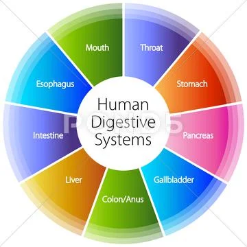 Human digestive systems Stock Illustration