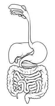 Human Digestive Tract Stock Illustration