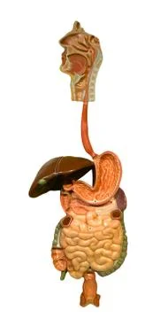 Human digestive tract Stock Photos