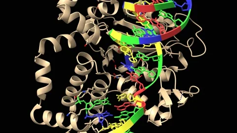 Human DNA polymerase beta 8-oxoG:dC extension with dTTP after 20, 60, and 90s Stock Footage 147079654