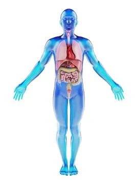 Human dummy with visible internal organs stock photo Stock Illustration