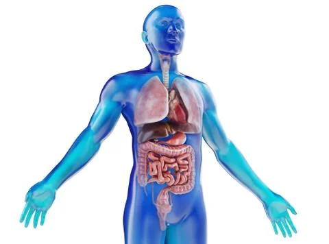 Human dummy with visible internal organs stock photo Stock Illustration