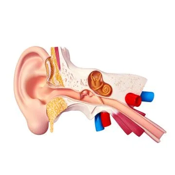 Human ear anatomy Stock Illustration