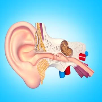Human ear anatomy Illustrazione stock