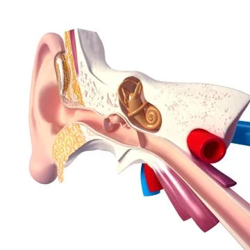 Human ear anatomy Stock Illustration