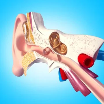 Human ear anatomy Stock Illustration