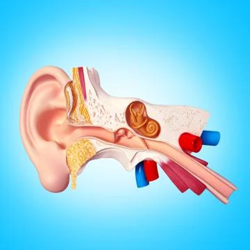 Human ear anatomy Stock Illustration