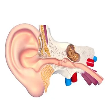 Human ear anatomy Stock-Illustration