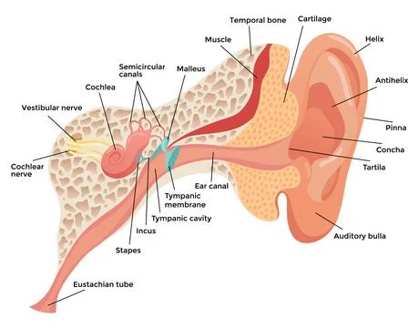Human ear anatomy, structure anatomical diagram. Outer, middle and inner ear Stock Illustration