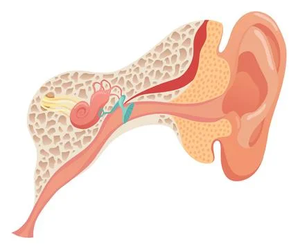 Human ear anatomy, structure anatomical diagram. Outer, middle and inner ear Stock Illustration
