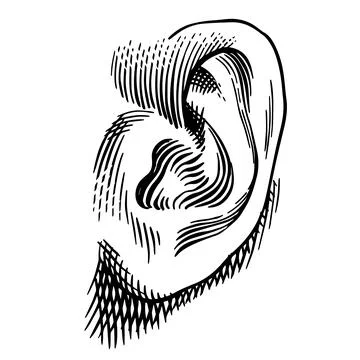 Human ear hand drawn drawing illustration. Engraving hatching style with a Stock Illustration