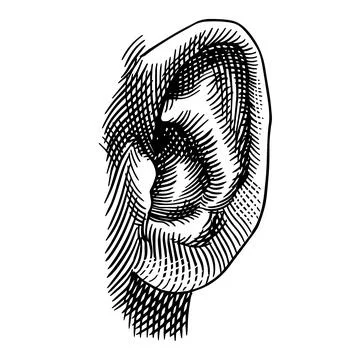 Human ear hand drawn drawing illustration. Engraving hatching style with a Stock Illustration
