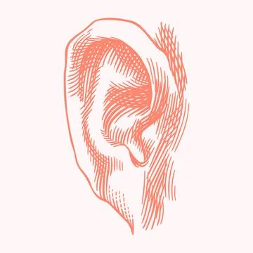 Human ear hand drawn drawing illustration. Engraving hatching style with a Stock Illustration