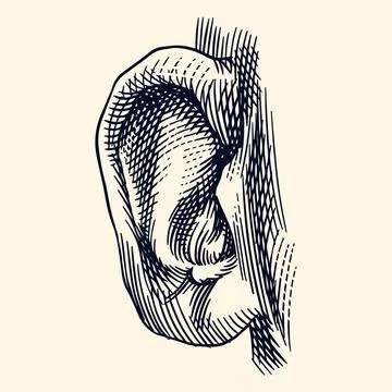 Human ear hand drawn drawing illustration. Engraving hatching style with a Stock Illustration