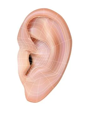 Human Ear. Stock Illustration