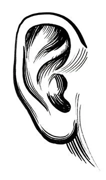 Human ear Illustrazione stock
