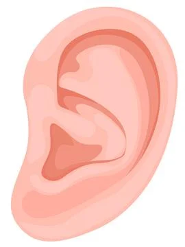Human Ear Stock Illustration