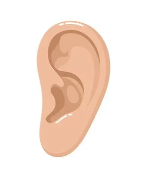 Human ear isolated on white background. Flat vector illustration Stock Illustration