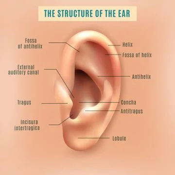 Human Ear Structure Medical Background Poster Stock Illustration