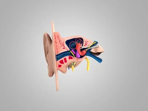 Human ear structure medical educational science 3d rendrer illustration Ear a Stock Illustration