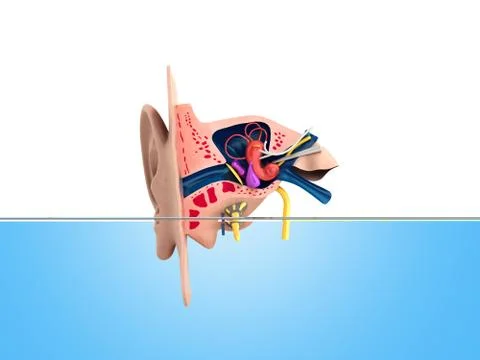 Human ear structure medical educational science 3d rendrer illustration Ear a Stock Illustration